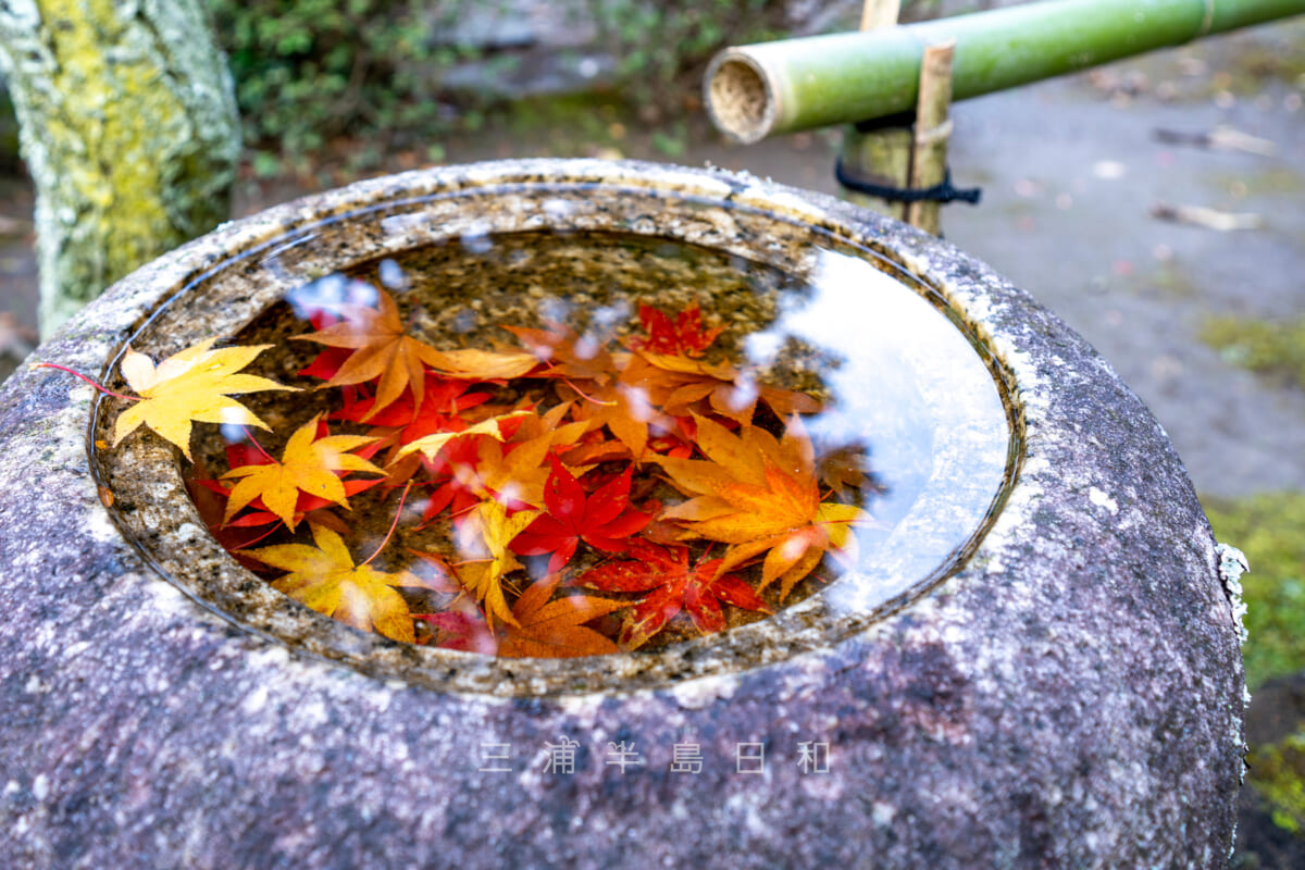 長寿寺・水鉢の中の紅葉（撮影日：2022.12.07）