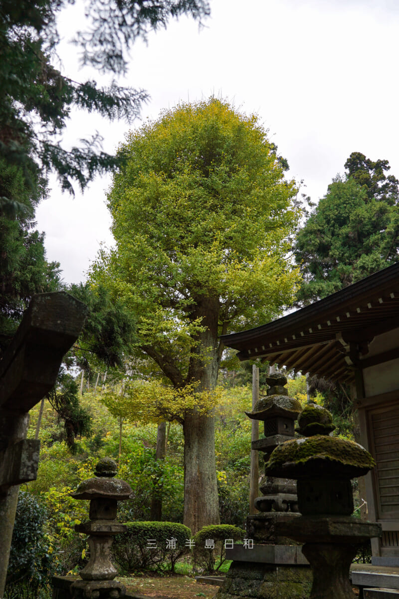 朝比奈熊野神社・横浜市の名木古木に指定されているイチョウ-1（撮影日：2022.12.02）