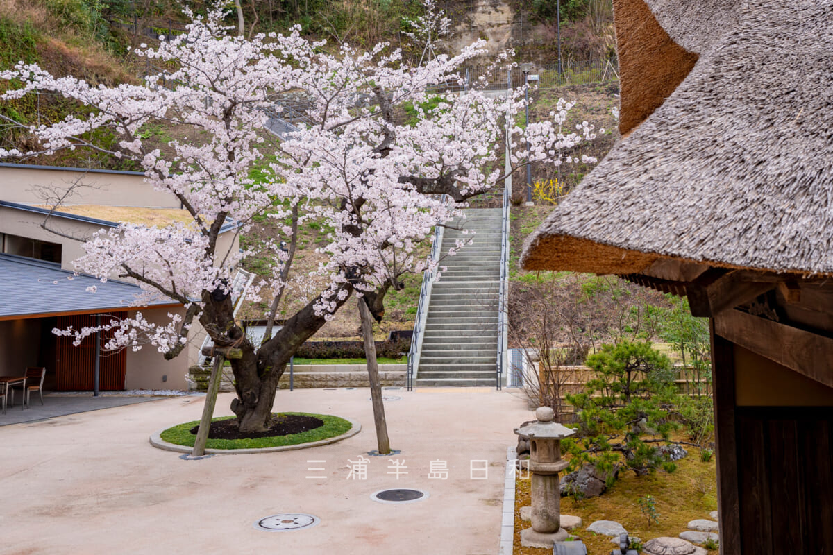 金沢八景権現山公園・中庭の桜（撮影日：2022.03.28）
