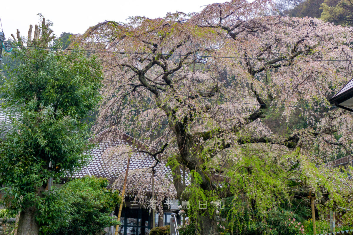 等覚寺の枝垂れ桜（撮影日：2022.04.03）