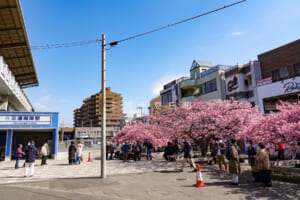 三浦海岸駅前広場の河津桜（撮影日：2022.03.04）