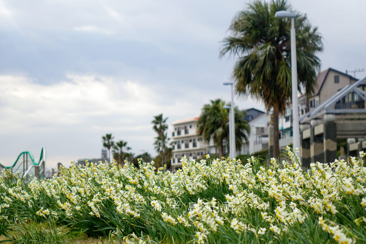 野比海岸（北下浦海岸）・野比海岸公園に咲く水仙（撮影日：2023.02.02）
