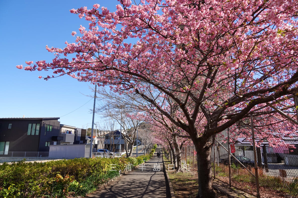 三崎口駅手前の陸橋下の桜並木（撮影日：2023.02.21）