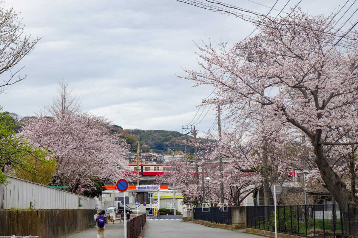神明小学校と神明中学校の間の桜（撮影日：2022.03.27）