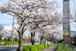 久里浜文教地区・テクノパーク周辺の桜並木（横須賀総合高校・久里浜小・明浜小・神明小・神明中・天神社・八幡神社）