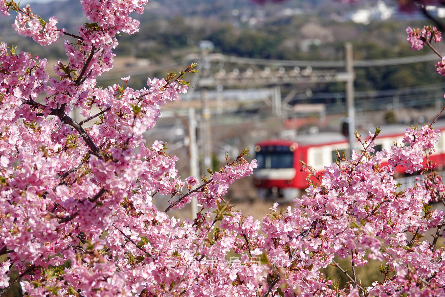 三崎口駅横の河津桜と陸橋から駅へ入線する京急電車（撮影日：2023.02.21）