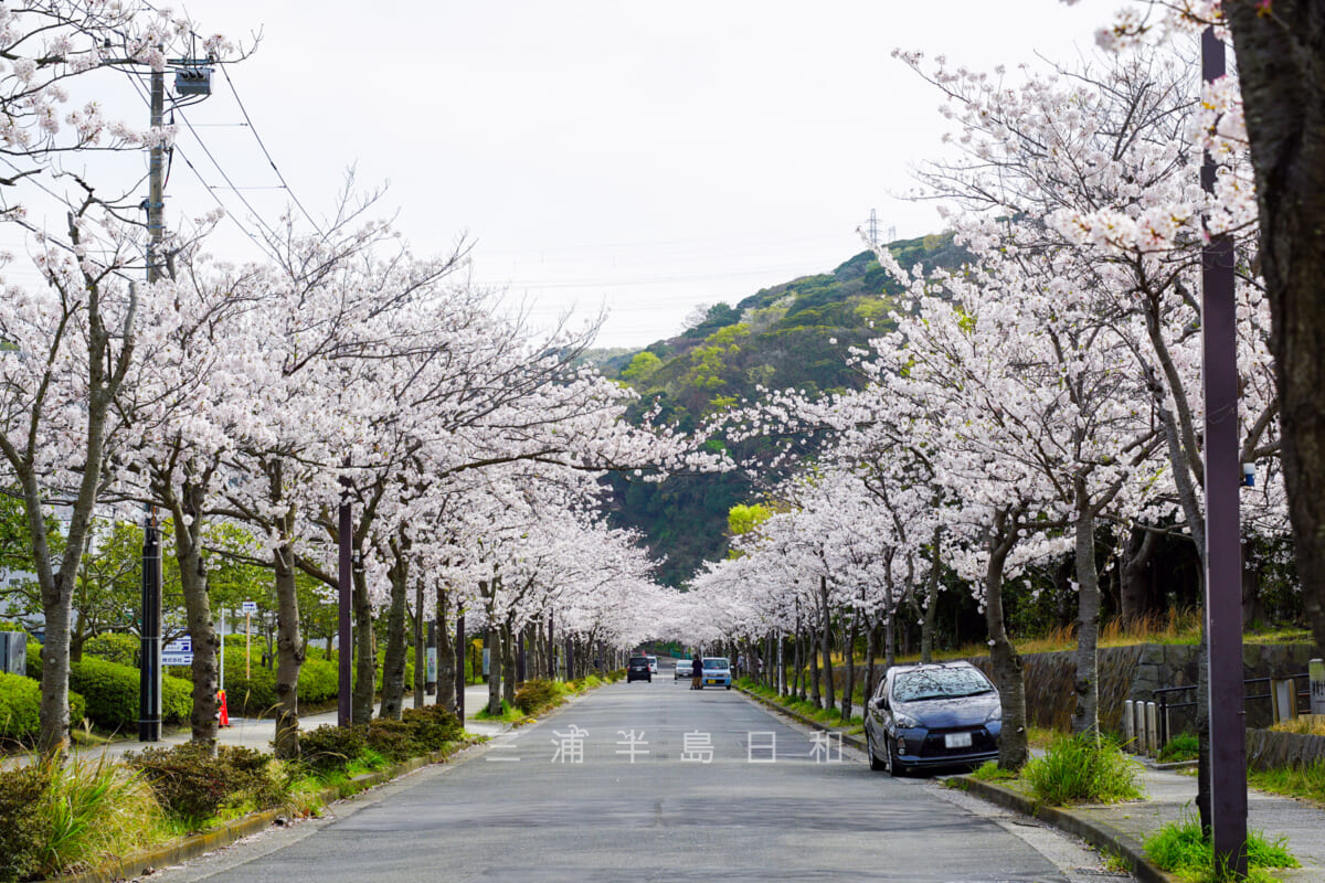 神明公園と久里浜テクノパークの間の桜並木（撮影日：2021.03.29）