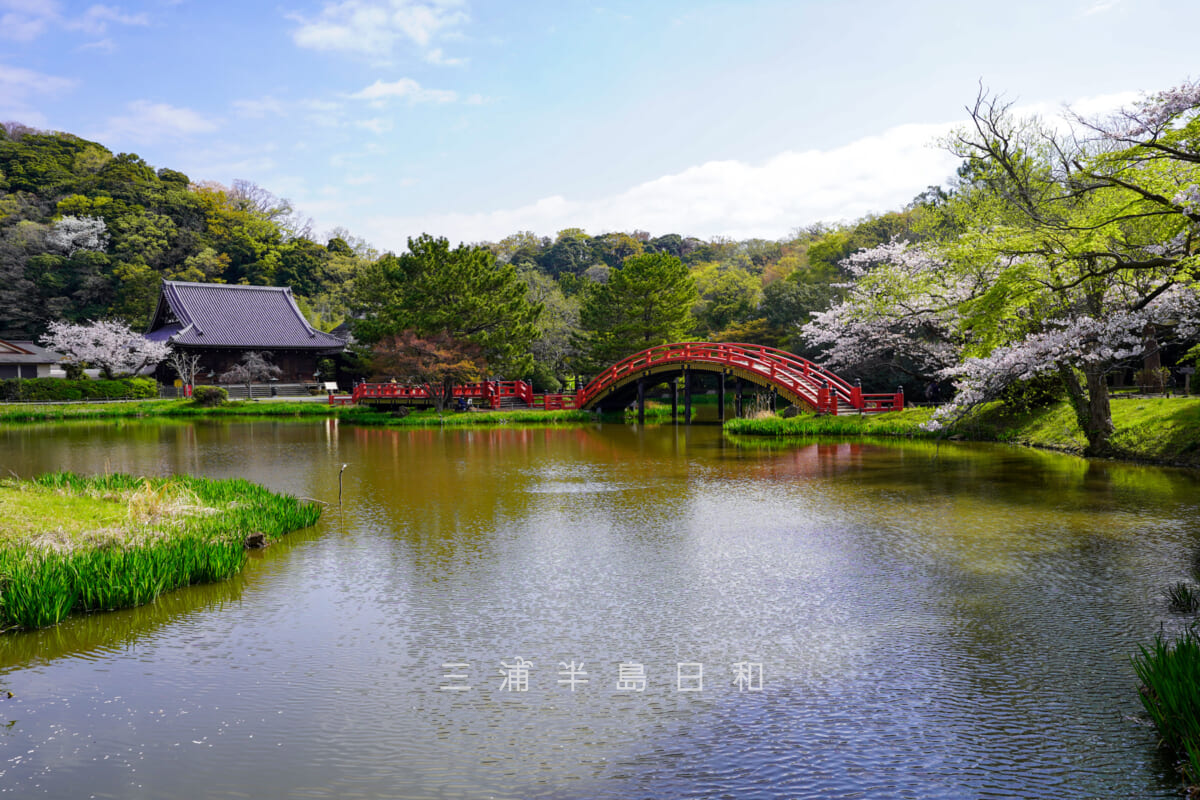 称名寺・桜の季節の境内（撮影日：2023.03.29）