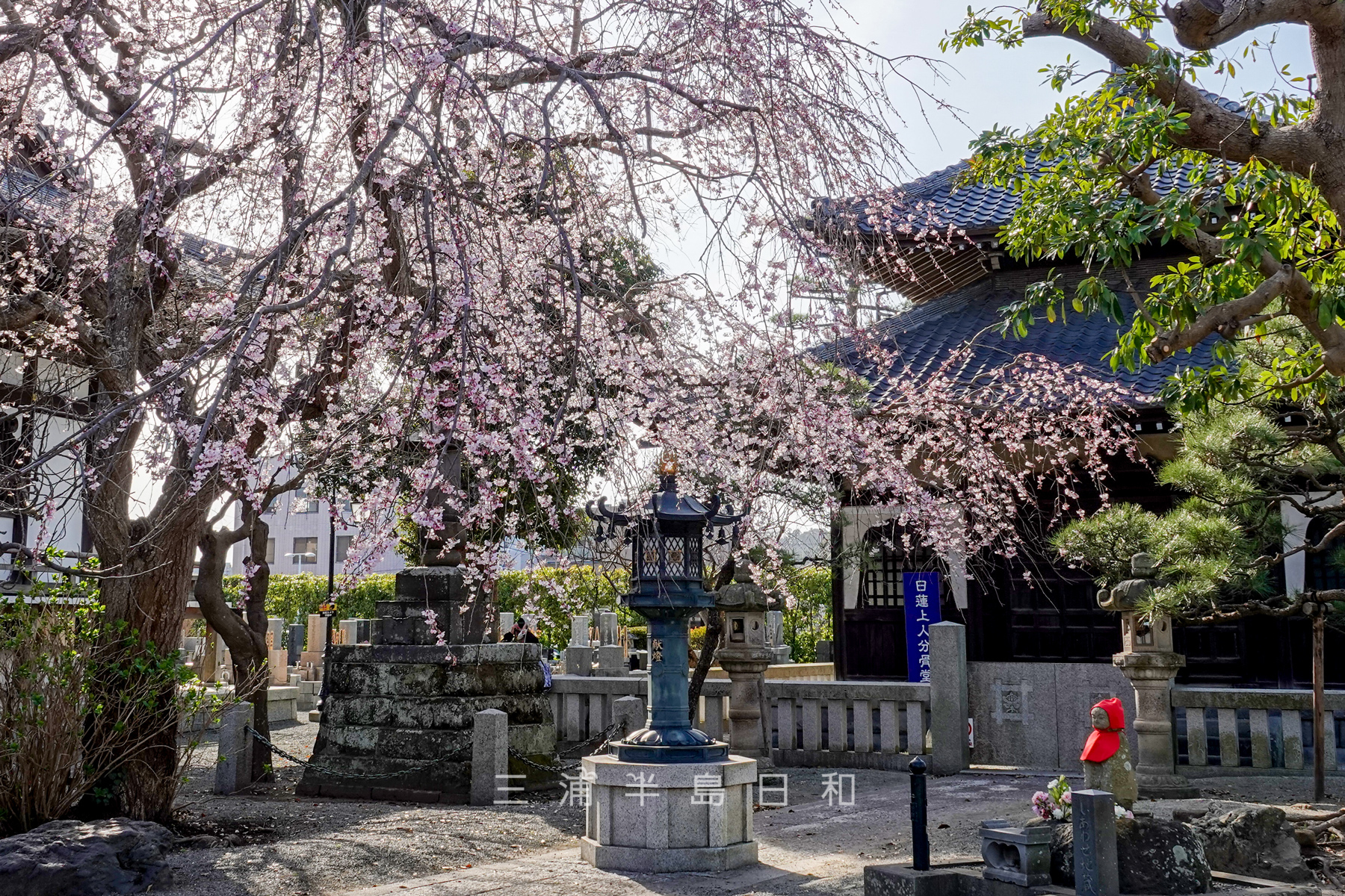 本覚寺のしだれ桜（撮影日：2023.03.16）
