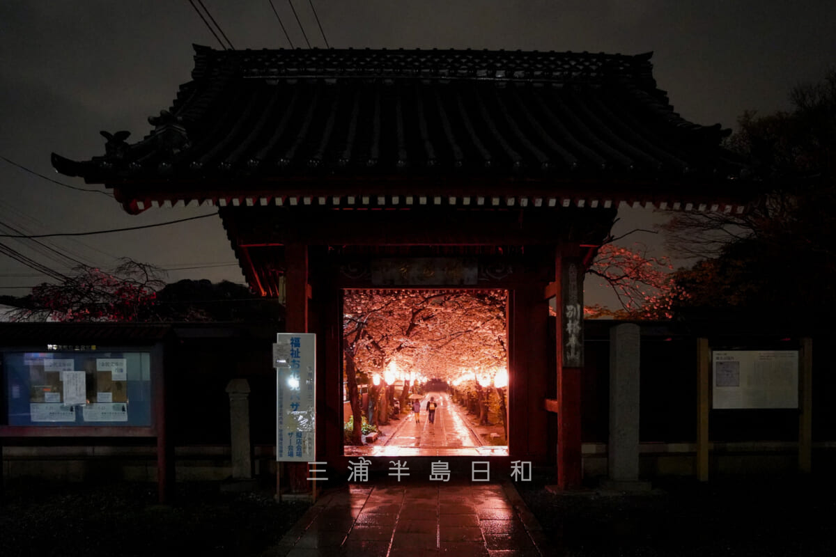 称名寺・惣門（赤門）越しに見る参道の桜並木のライトアップ（撮影日：2023.03.29）