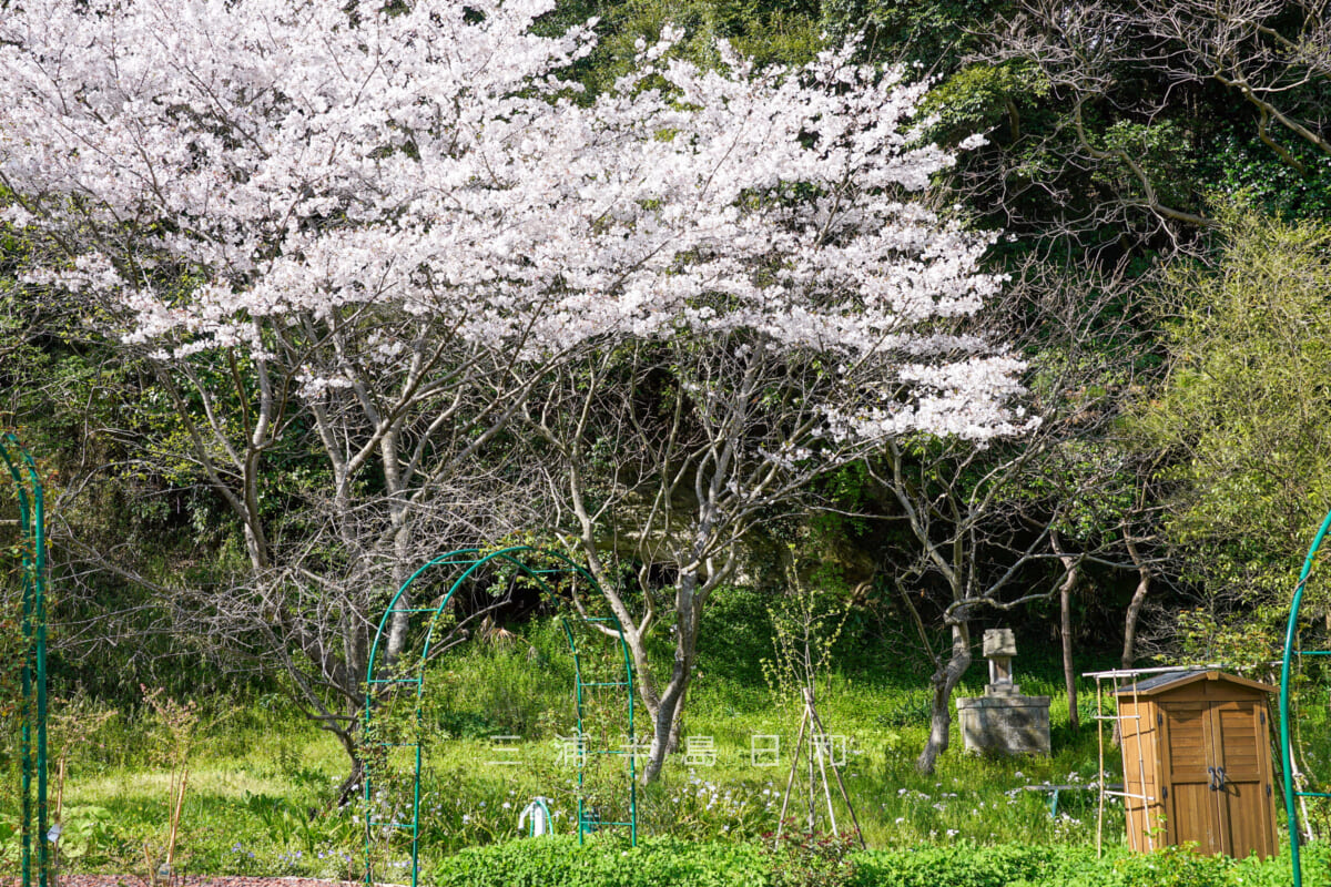 桐ヶ谷歴史庭園・ローズガーデン「明弘の庭」の桜（撮影日：2023.03.30）