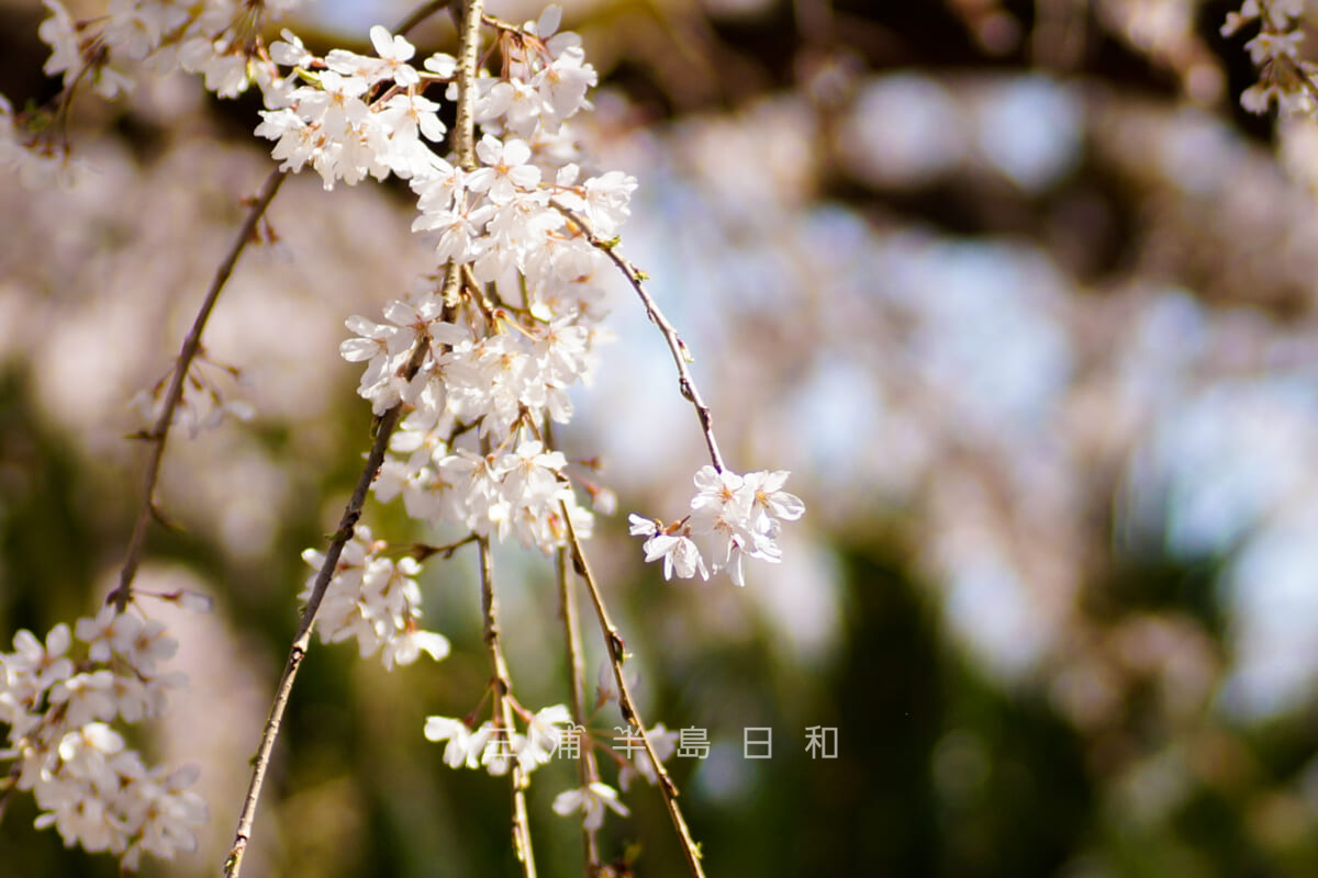 等覚寺・本堂前より枝垂れ桜を望む（アップ）（撮影日：2023.03.20）