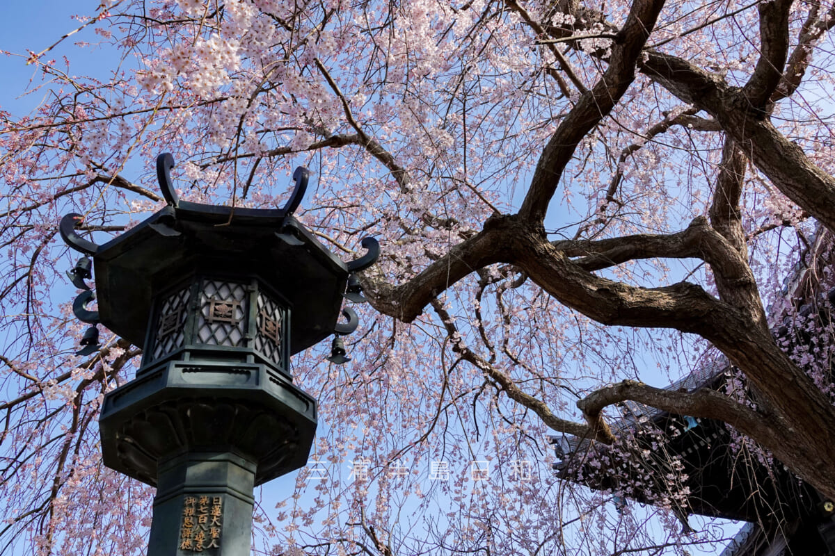 本覚寺・しだれ桜-2（撮影日：2023.03.16）