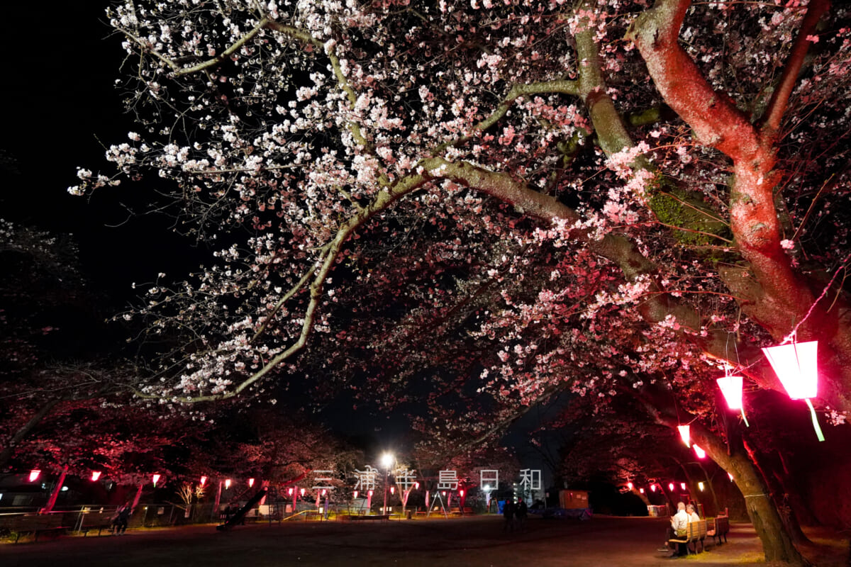 船越南郷公園桜まつり・公園内のライトアップ（撮影日：2023.03.22）