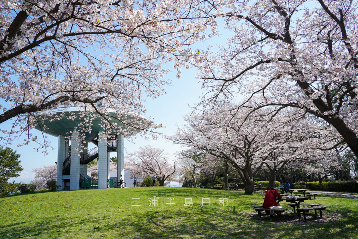 野島公園・桜の季節の展望台広場（撮影日：2023.03.30）