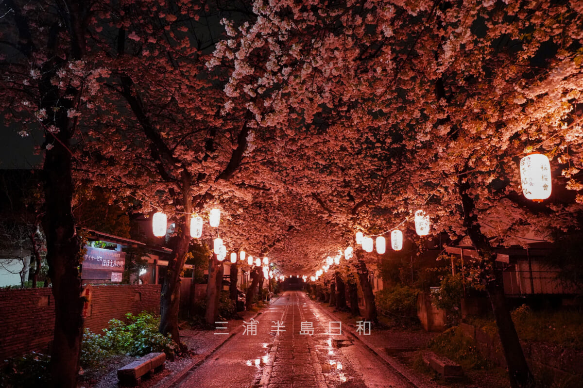 称名寺・参道の桜並木のライトアップ（撮影日：2023.03.29）