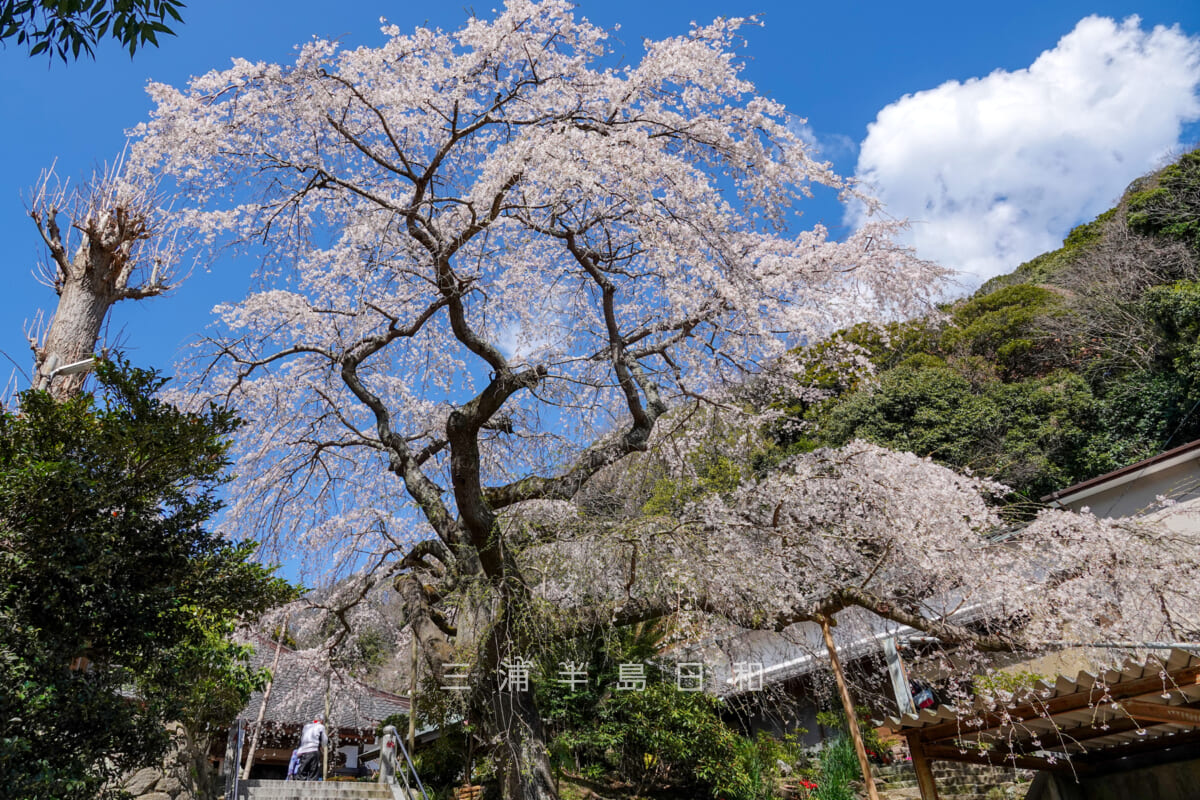等覚寺の枝垂れ桜（撮影日：2023.03.20）