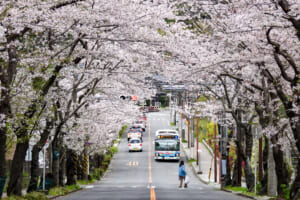 鎌倉逗子ハイランド桜並木