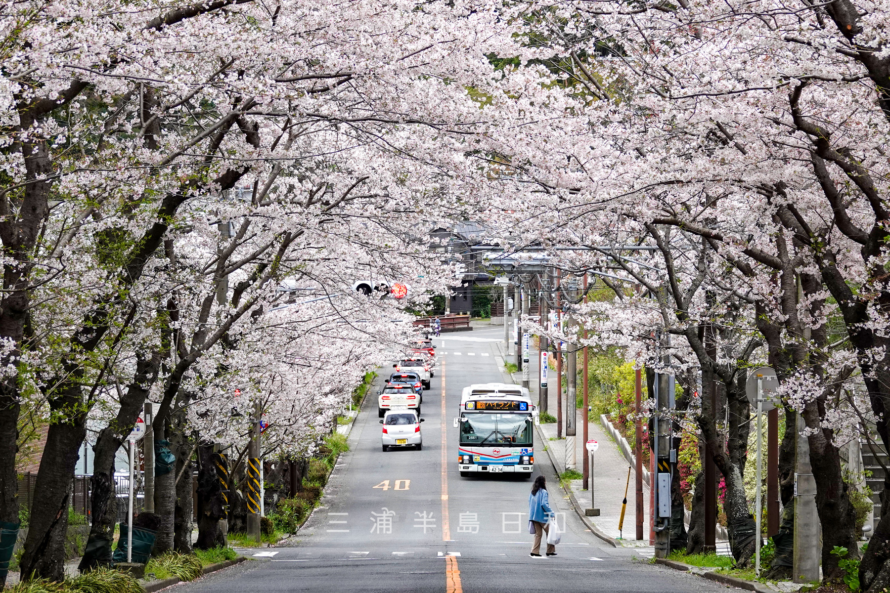 鎌倉逗子ハイランド桜並木・坂上側のカーブより明石橋方面を見下ろす（撮影日：2023.03.27）