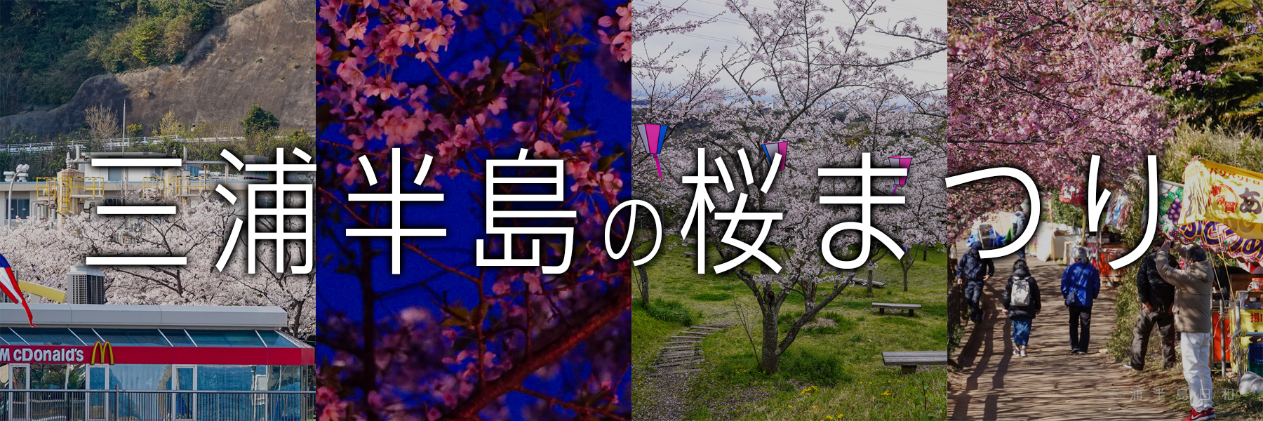 三浦半島の桜まつり