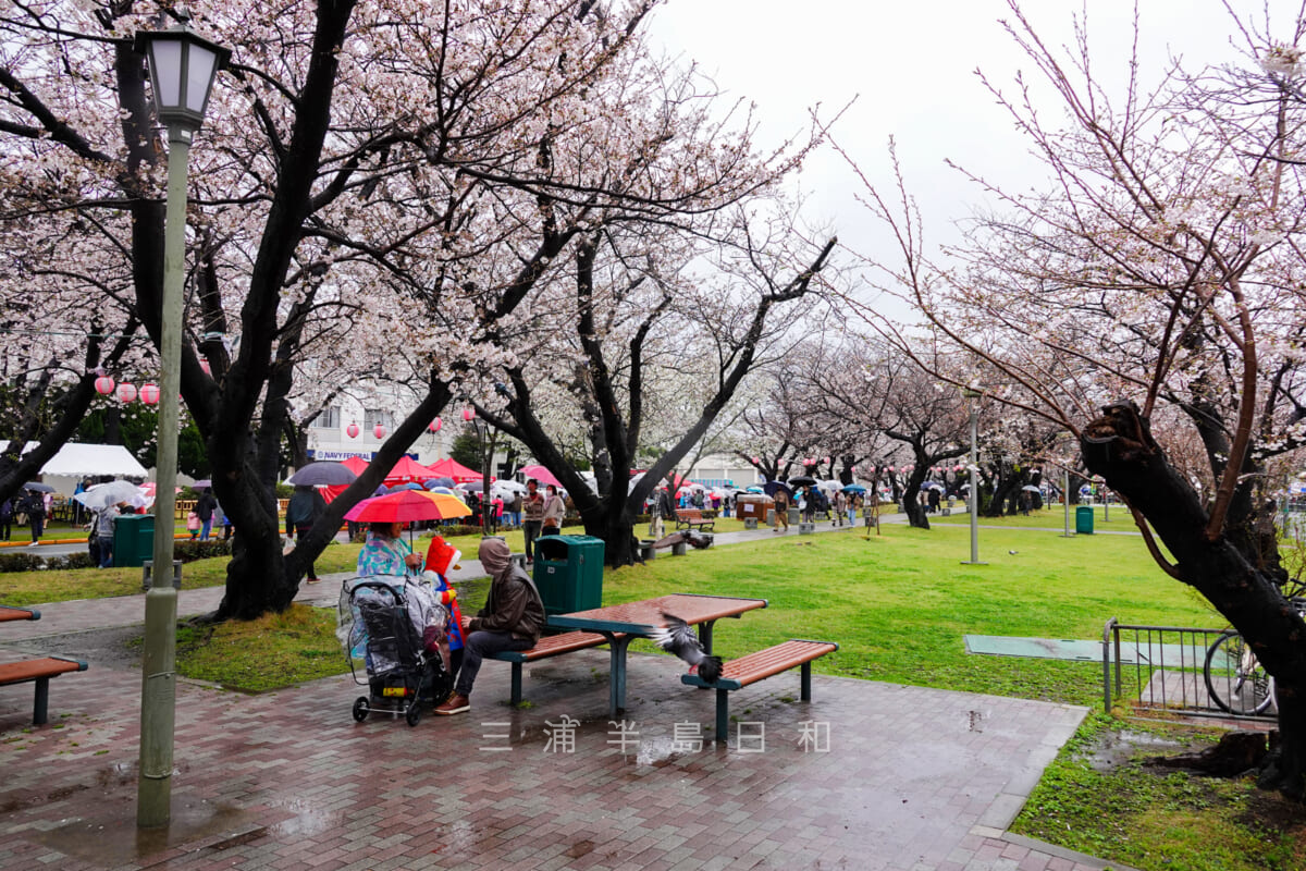 米海軍横須賀基地・コサノ・パークの桜（撮影日：2023.03.25）
