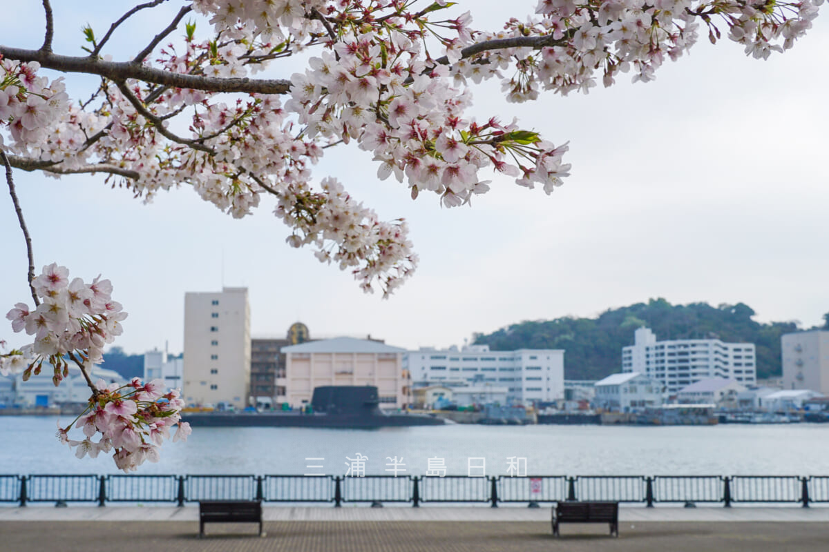 ヴェルニー公園・JR横須賀駅側のさくらの広場の桜と潜水艦（撮影日：2023.03.30）