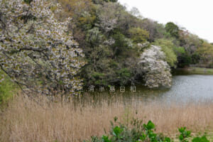 夫婦池公園