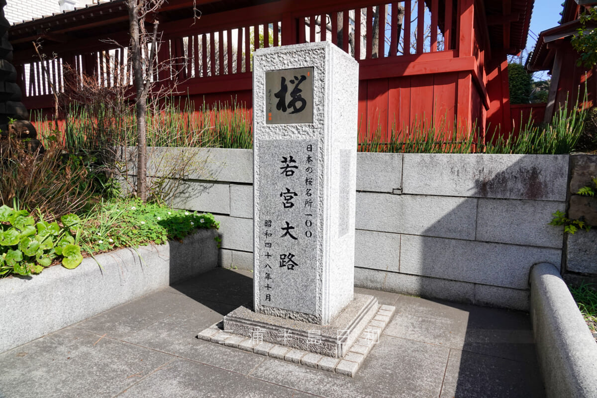 鶴岡八幡宮・若宮大路「日本の桜名所100」記念碑（撮影日：2023.03.16）
