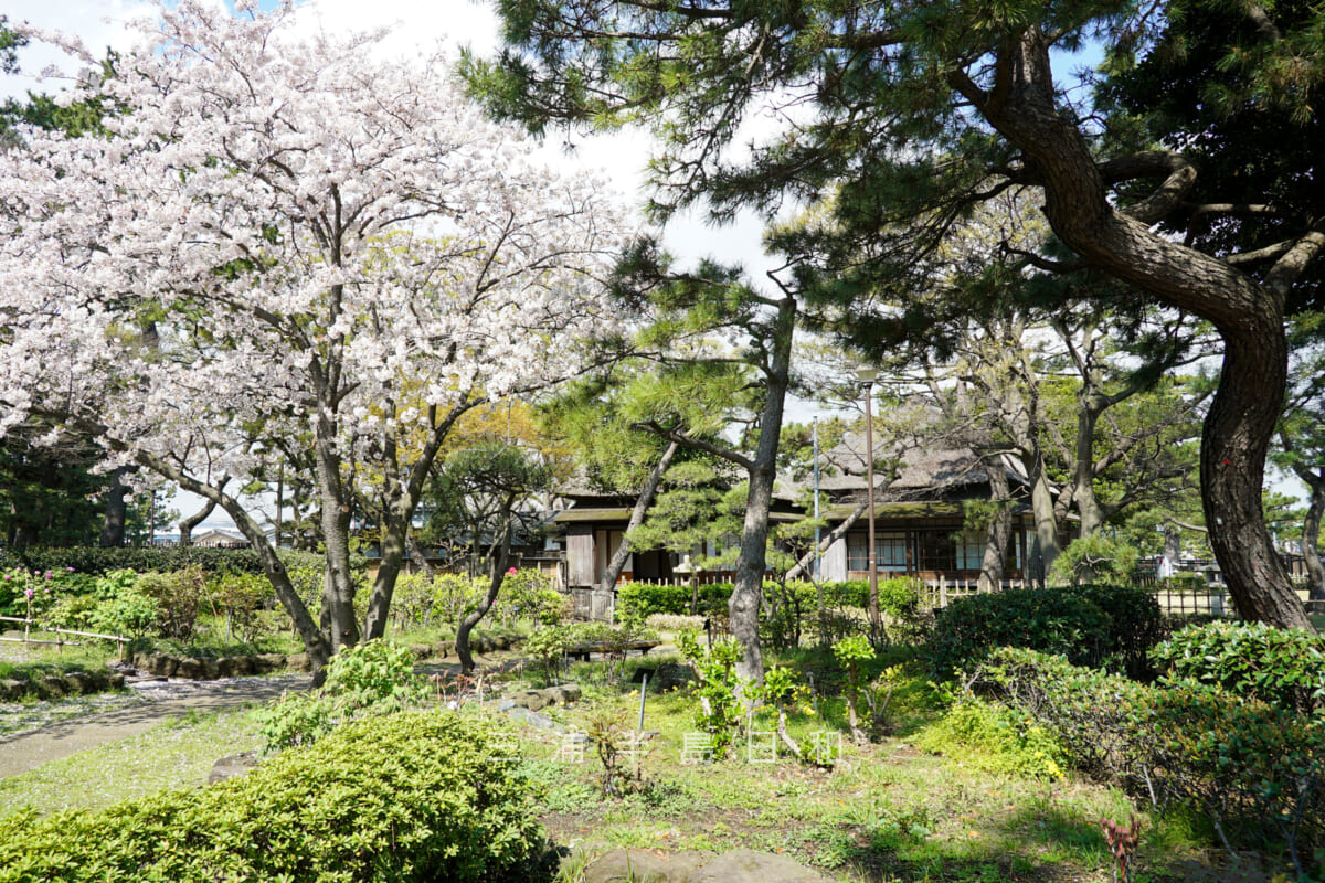 野島公園・旧伊藤博文金沢別邸の庭園の桜（撮影日：2023.03.30）