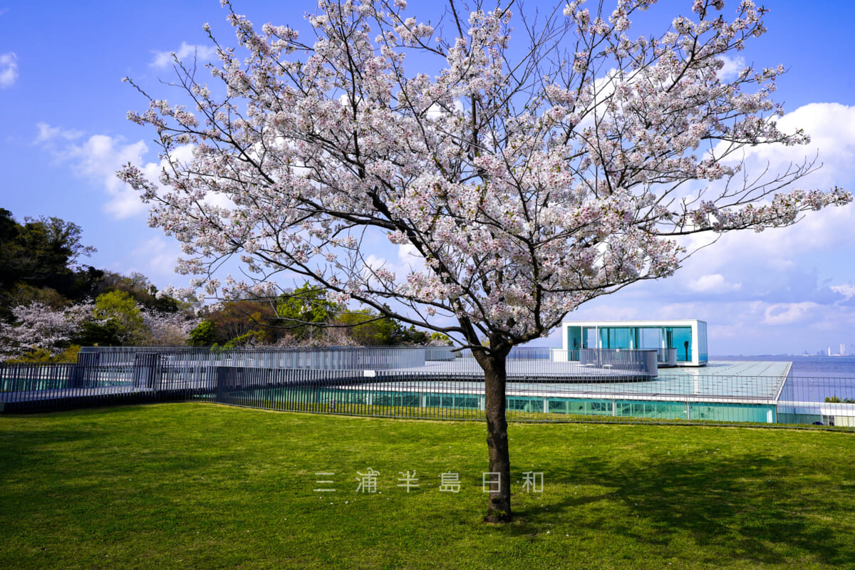 横須賀美術館・山の広場のソメイヨシノ-1（撮影日：2023.03.29）