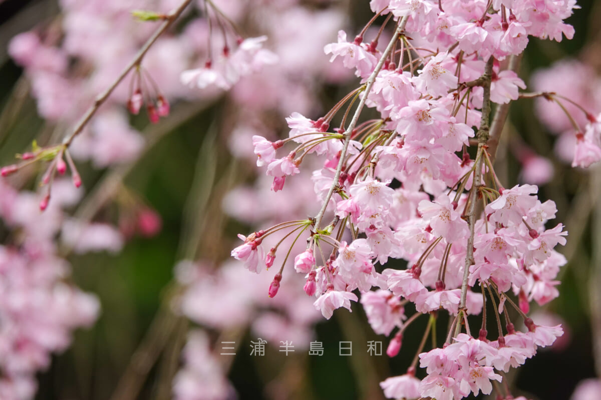 長谷寺・緑陰の庭のしだれ桜（撮影日：2023.03.27）