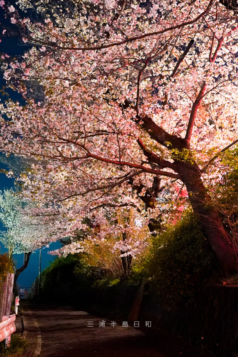 船越南郷公園・夜桜（撮影日：2023.03.22）