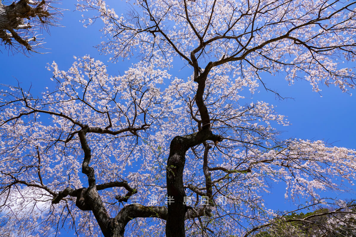 等覚寺の枝垂れ桜を見上げる（撮影日：2023.03.20）