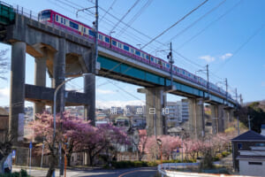 三崎口駅手前の大ガード下の桜並木と京急電車（撮影日：2023.02.28）