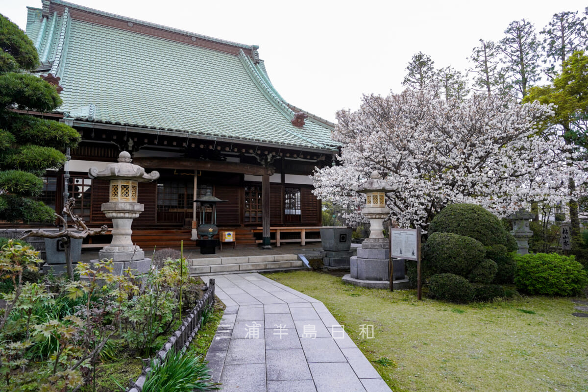 龍華寺・御室桜と本堂（撮影日：2023.03.29）