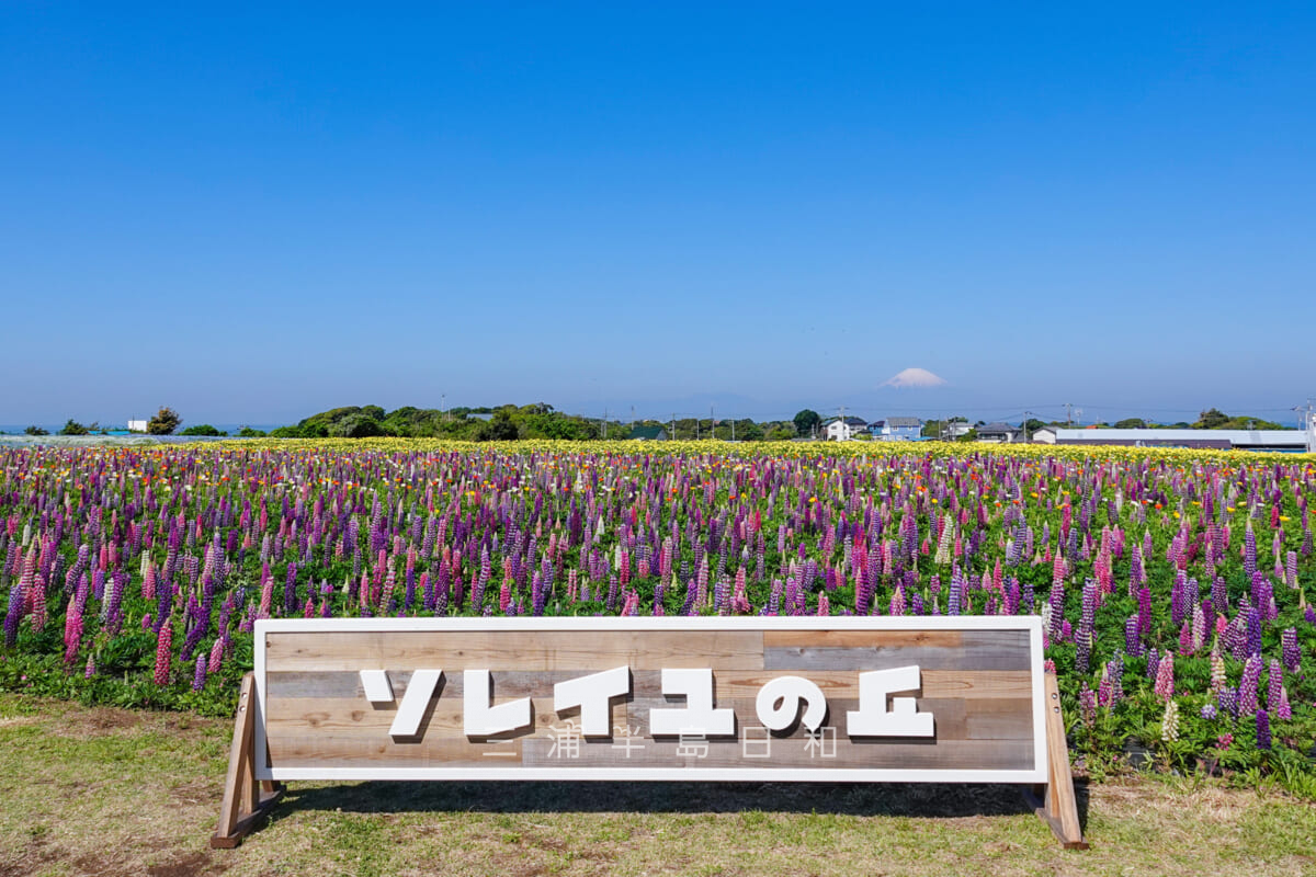 長井海の手公園ソレイユの丘・フラワーガーデンのルピナスと富士山（撮影日：2023.04.10）