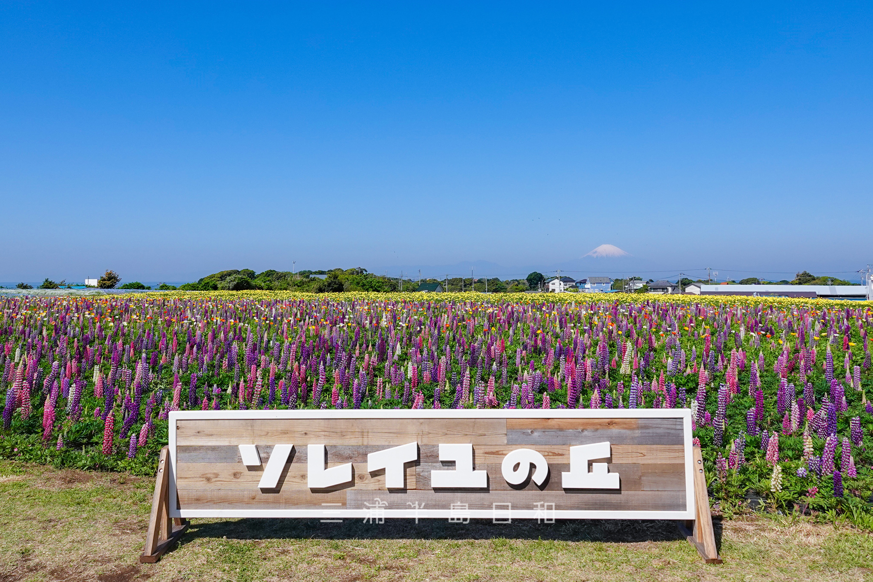 長井海の手公園 ソレイユの丘 | 2023.04.14リニューアルオープン