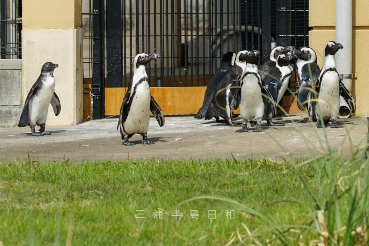 長井海の手公園ソレイユの丘・アニマルヴィレッジのケープペンギン（撮影日：2023.04.05）
