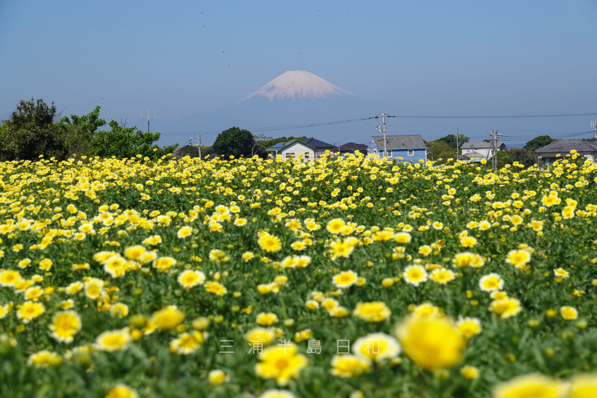 長井海の手公園 ソレイユの丘・フラワーガーデンのツマシロヒナギクと富士山（撮影日：2023.04.10）