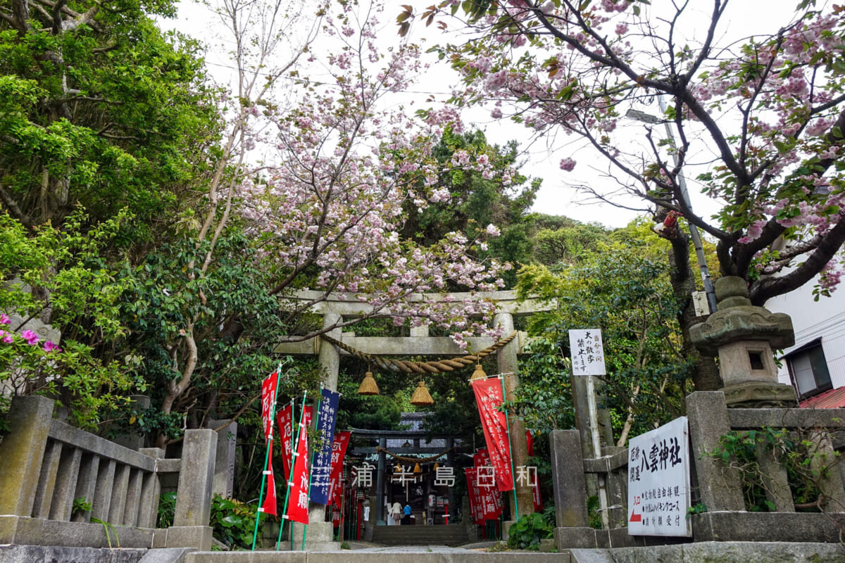 八雲神社（大町）・八重桜（撮影日：2016.04.23）
