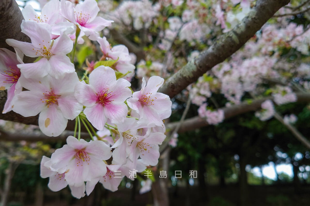 海の公園・園路沿いの桜-2（撮影日：2023.03.29）