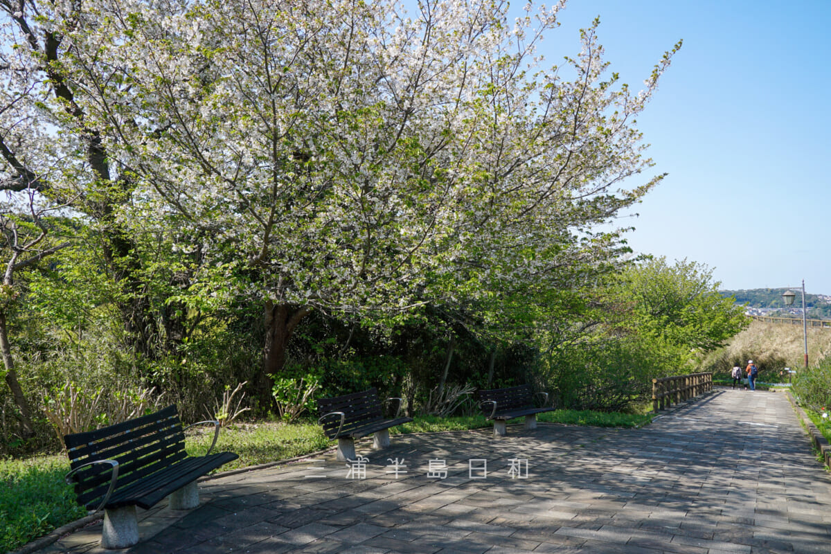くりはま花の国・ハーブ園の園路に咲くオオシマザクラ（撮影日：2023.04.03）