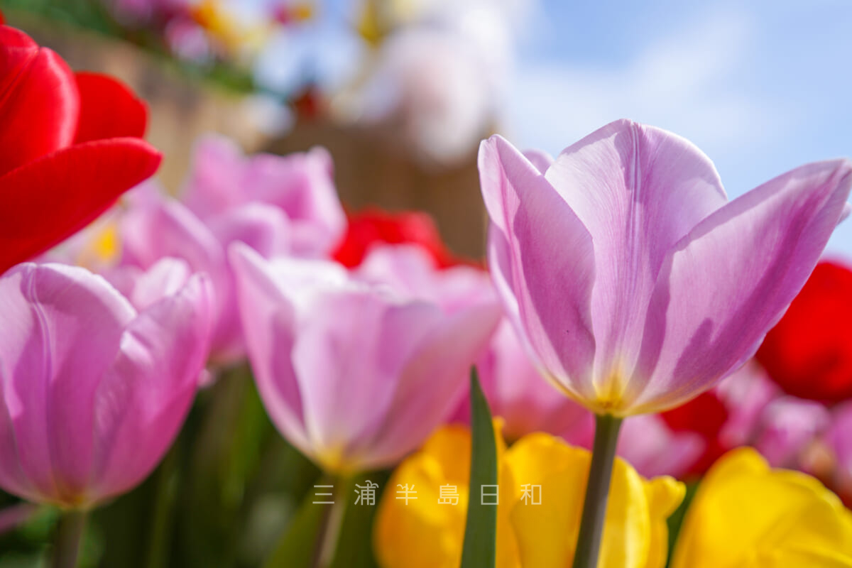 長井海の手公園ソレイユの丘・メインゲートの花壇のチューリップ（撮影日：2023.04.05）