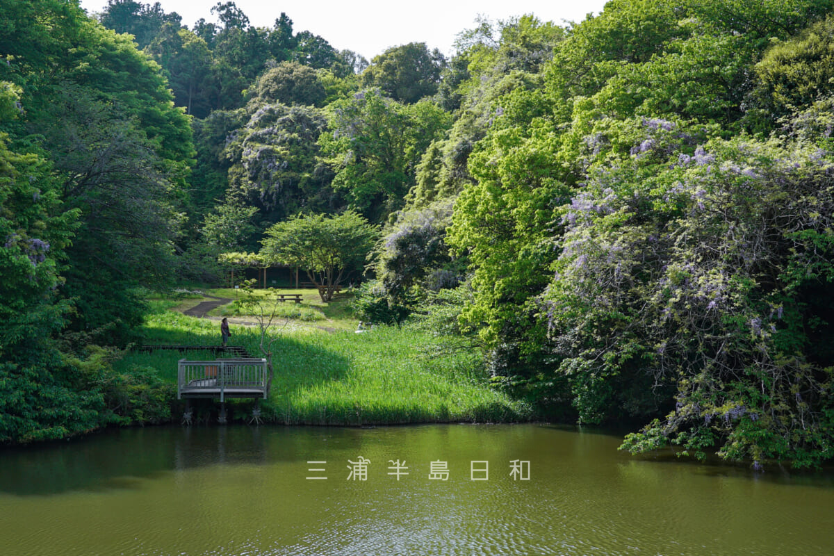 夫婦池公園・下池のほとりで咲きほこるふじ（撮影日：2023.04.21）