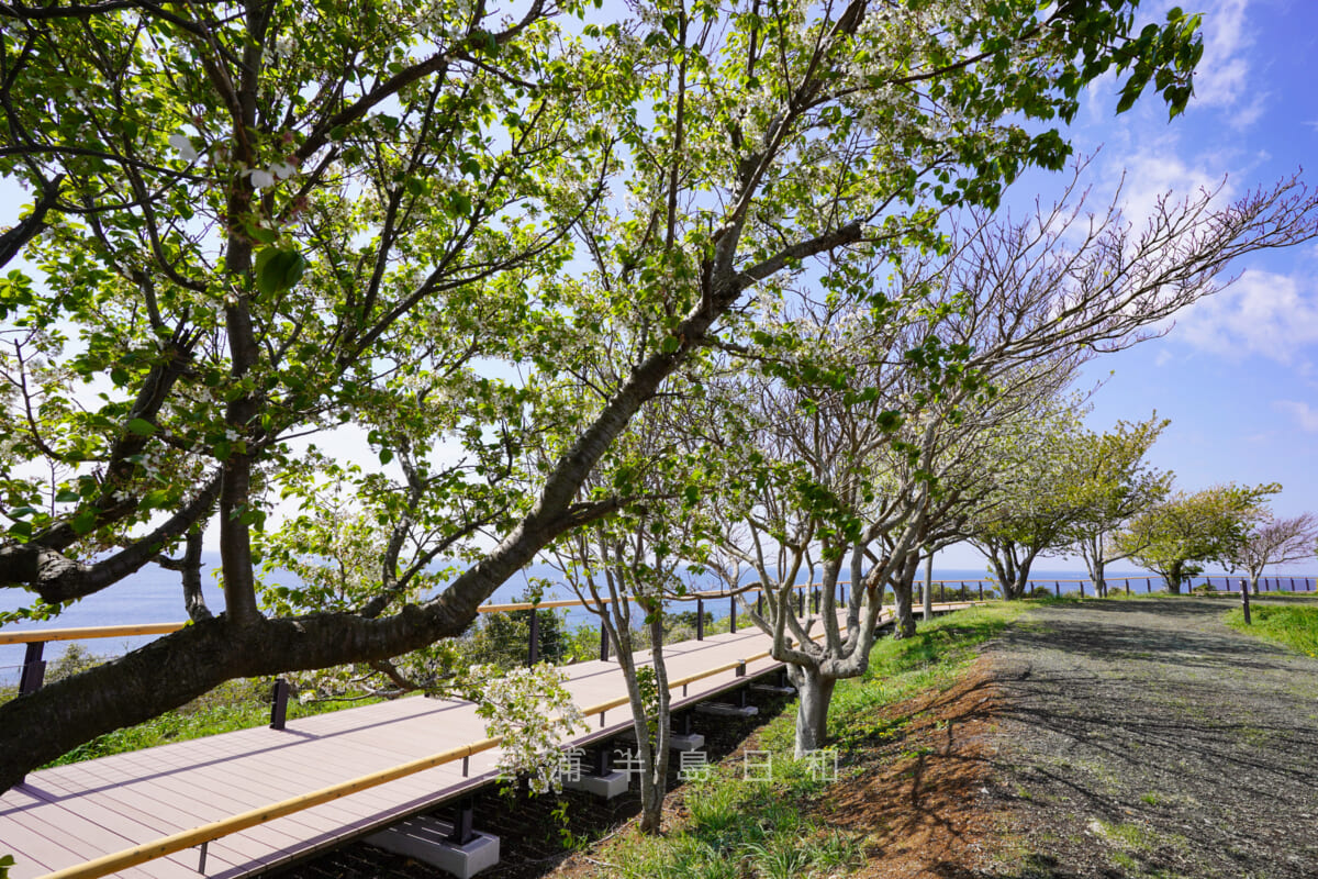 長井海の手公園ソレイユの丘・The-Viewのボードデッキ沿いのオオシマザクラ並木（撮影日：2023.03.29）