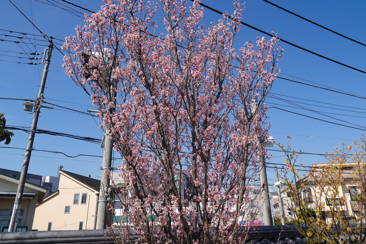龍華寺・早咲きの桜（撮影日：2023.03.20）
