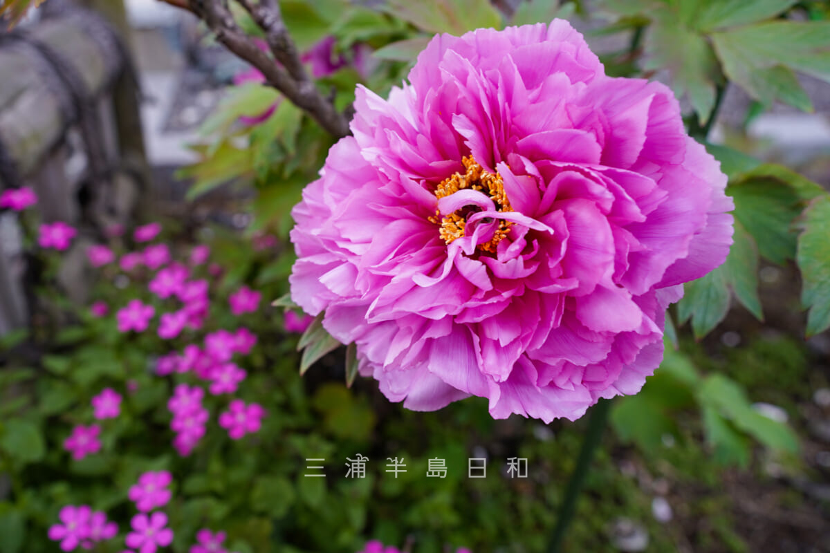 龍華寺・牡丹(ぼたん)-1(撮影日:2023.03.29)
