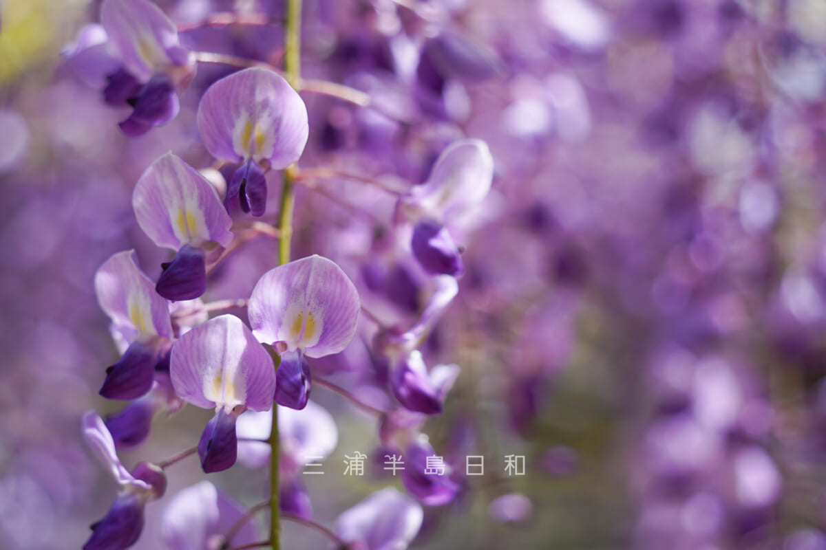 横須賀しょうぶ園・濃い紫色のふじ（撮影日：2023.04.21）