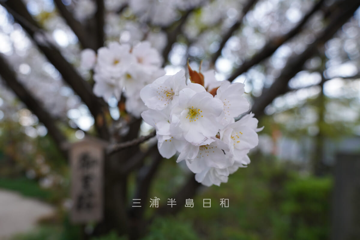 龍華寺・御室桜（アップ）（撮影日：2023.03.29）