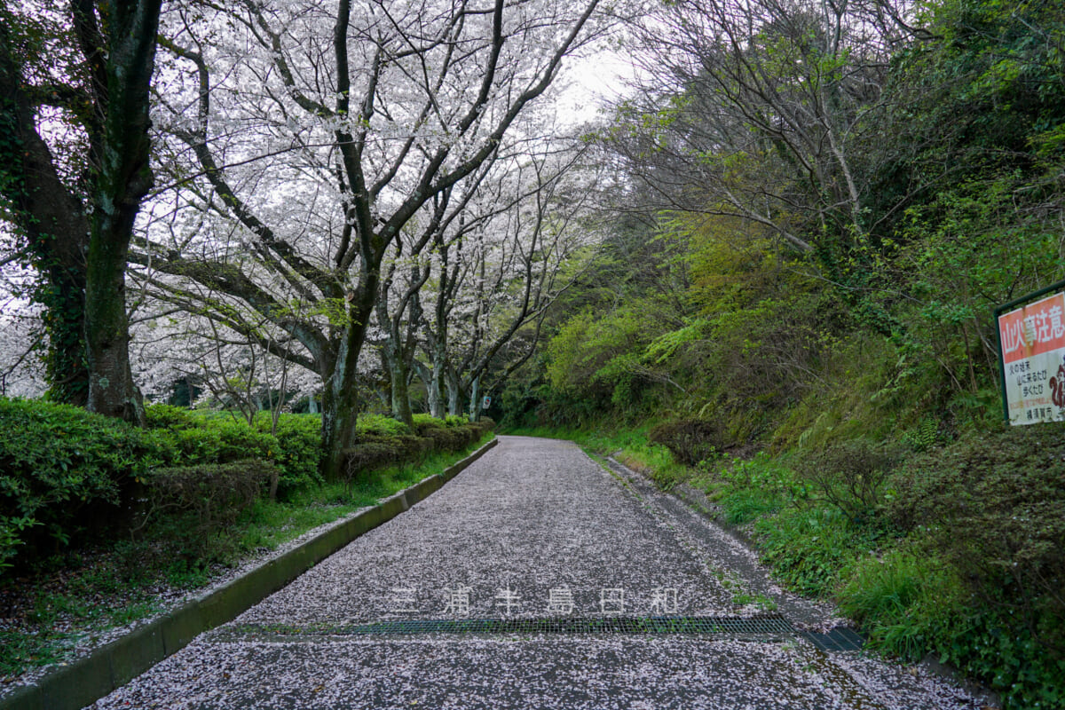 鷹取山公園の桜並木（撮影日：2023.03.30）